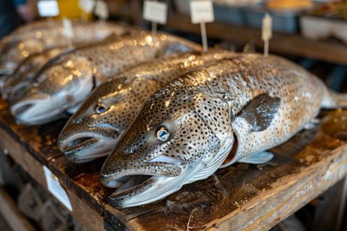 生鮮海鮮水產(chǎn)海產(chǎn)鱈魚(yú) 攝影圖